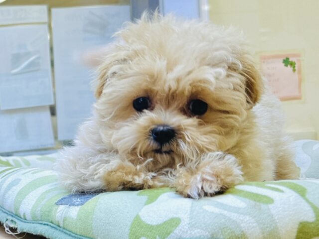 マルプー