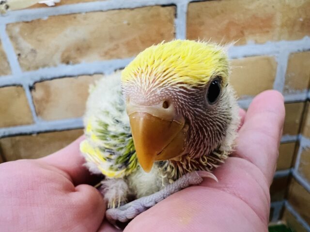 コザクラインコ（小桜インコ）