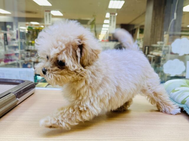 マルプー
