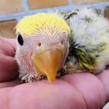 春爛漫🌸黄色がたっぷりの小桜インコのタイガーチェリー♡