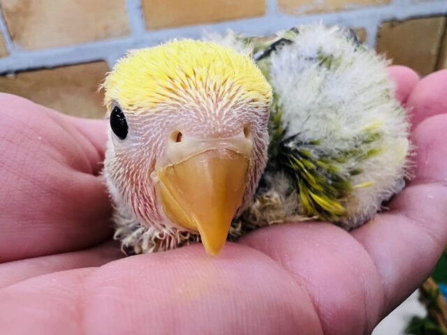 春爛漫🌸黄色がたっぷりの小桜インコのタイガーチェリー♡