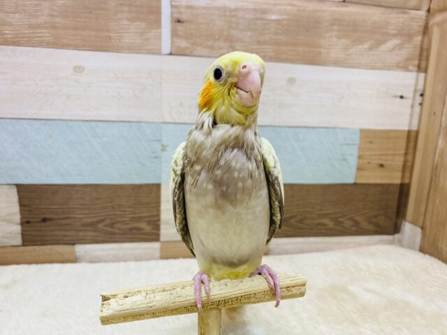 オカメインコ