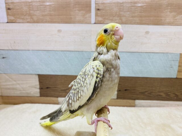 オカメインコ