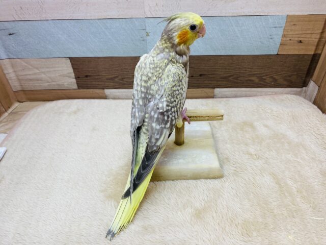 オカメインコ