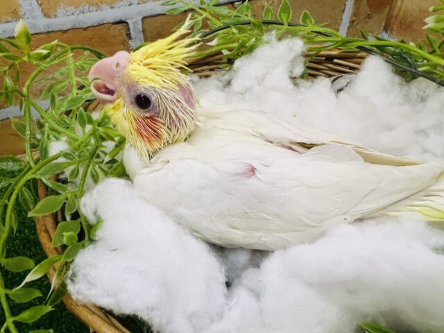 オカメインコ