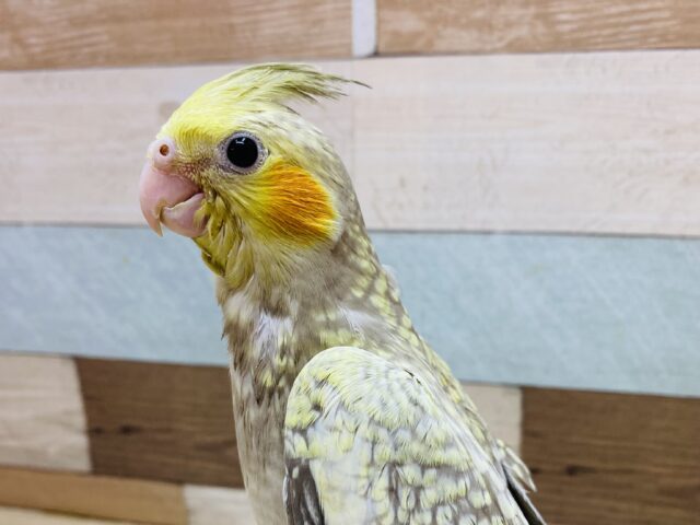 最新画像有ります❗️パール模様のドレス素敵でしょ〜✨ニッコリスマイル😊オカメインコのシナモンパール❗️