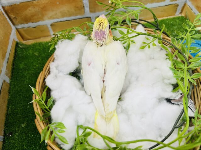 オカメインコ