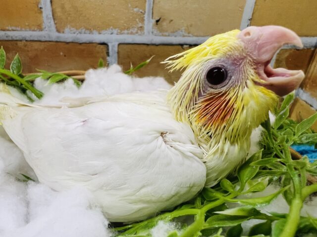 オカメインコ