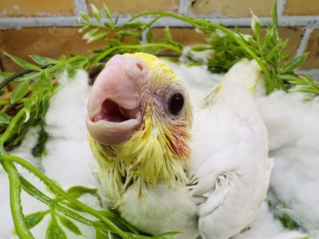 オカメインコ