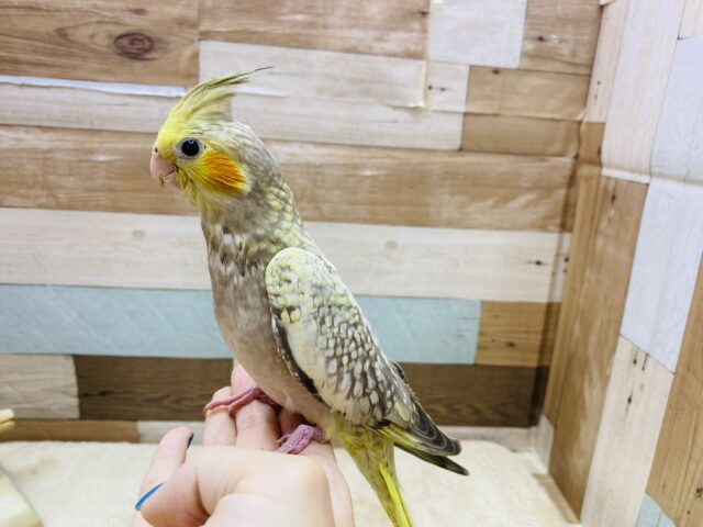 オカメインコ