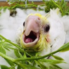 にっこり笑顔にｽﾞｷｭﾝ♡オカメインコのルチノー