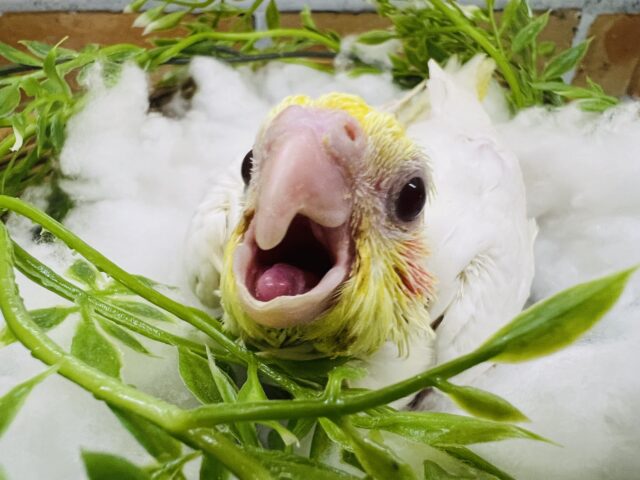 にっこり笑顔にｽﾞｷｭﾝ♡オカメインコのルチノー