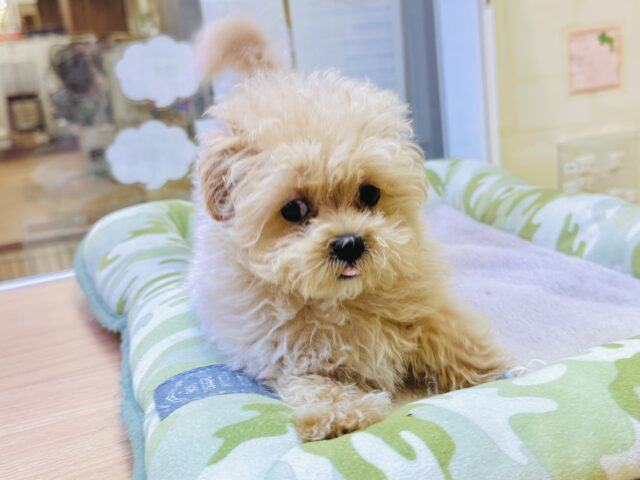 マルプー