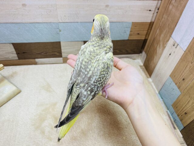 オカメインコ