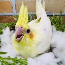 マーガレットみたいにパッと黄色い🌼オカメインコのルチノー♡
