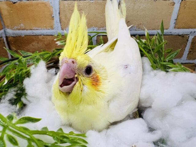 マーガレットみたいにパッと黄色い🌼オカメインコのルチノー♡