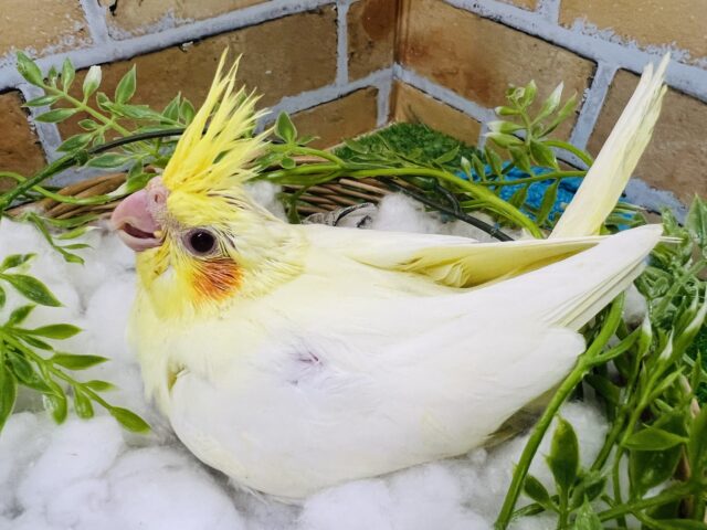 オカメインコ