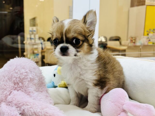 チワワ