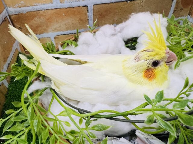 オカメインコ