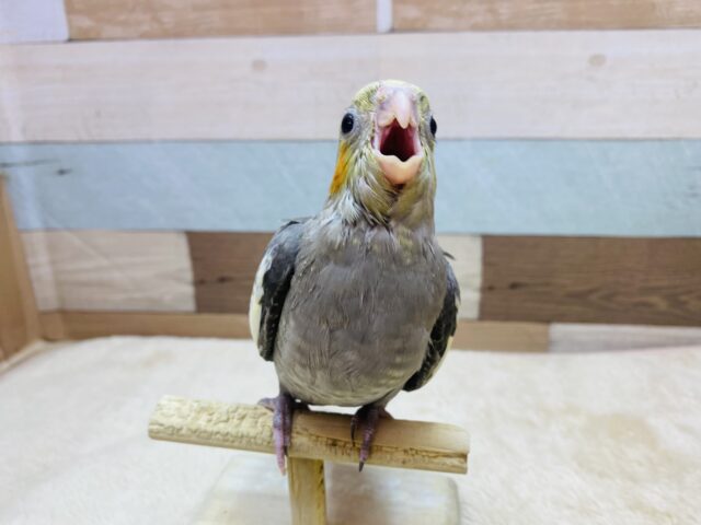 オカメインコ