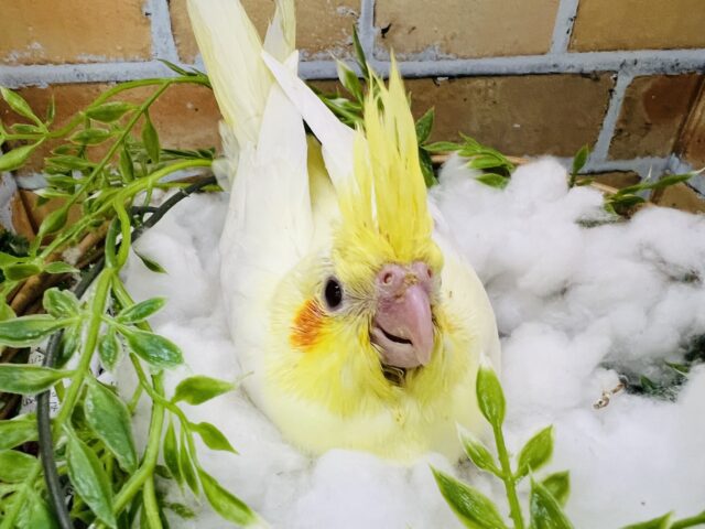 オカメインコ
