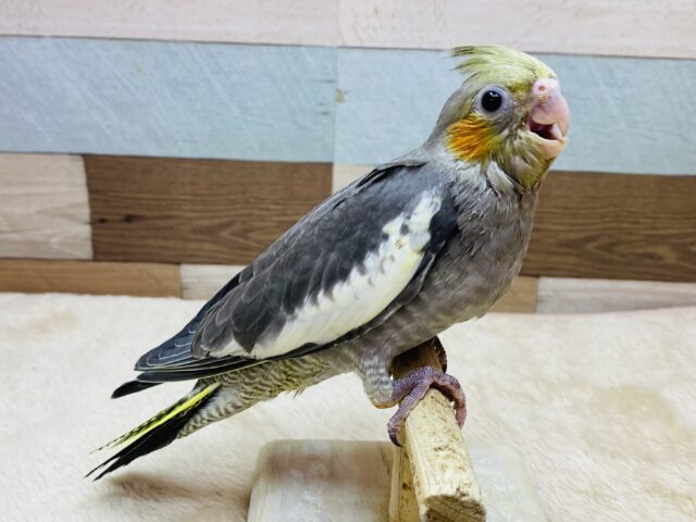 オカメインコ