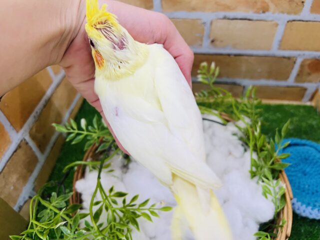 オカメインコ