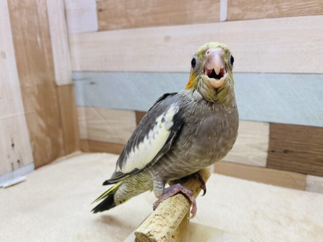 オカメインコ