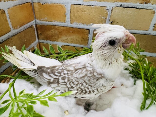 オカメインコ