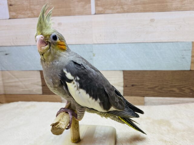 オカメインコ