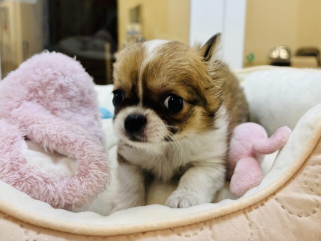 チワワ