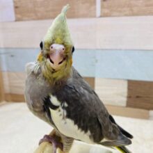 最新画像有ります❗️キラキラお目々な美形さん✨オカメインコノーマルカラー