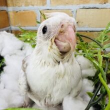 キラキラ〜✨優しい水玉模様♡オカメインコ（WFシナモンパールパイド）