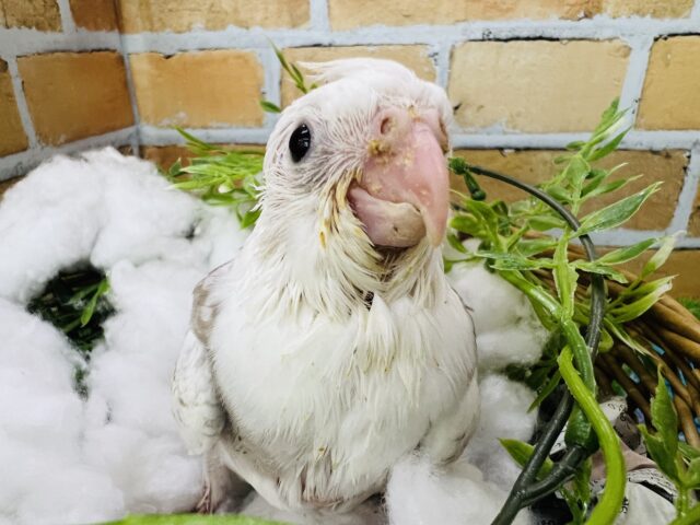 キラキラ〜✨優しい水玉模様♡オカメインコ（WFシナモンパールパイド）