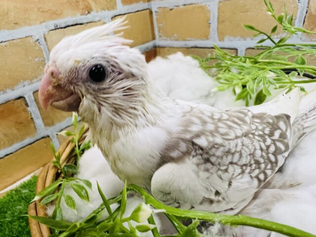 オカメインコ