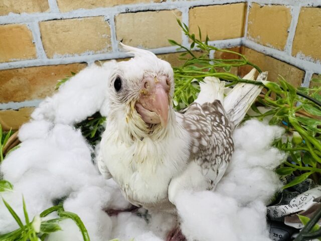 オカメインコ