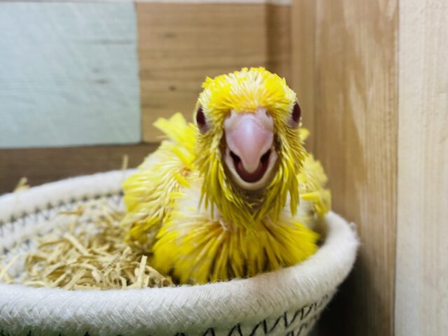 サザナミインコ