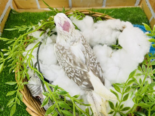 オカメインコ