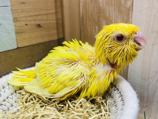 サザナミインコ