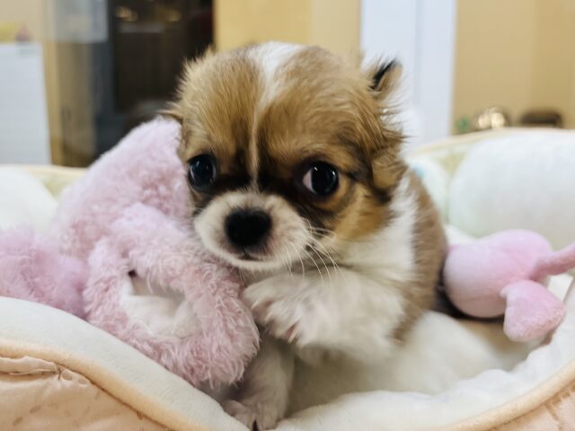 チワワ