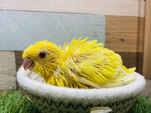サザナミインコ