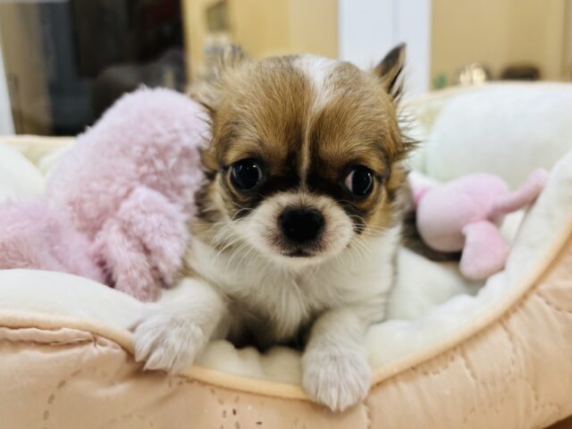 チワワ