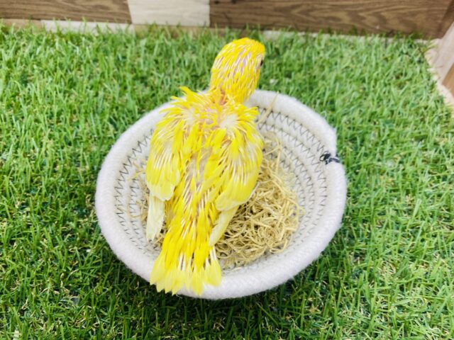 サザナミインコ