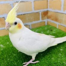 ずっしり詰まってる〜♡オカメインコのルチノー
