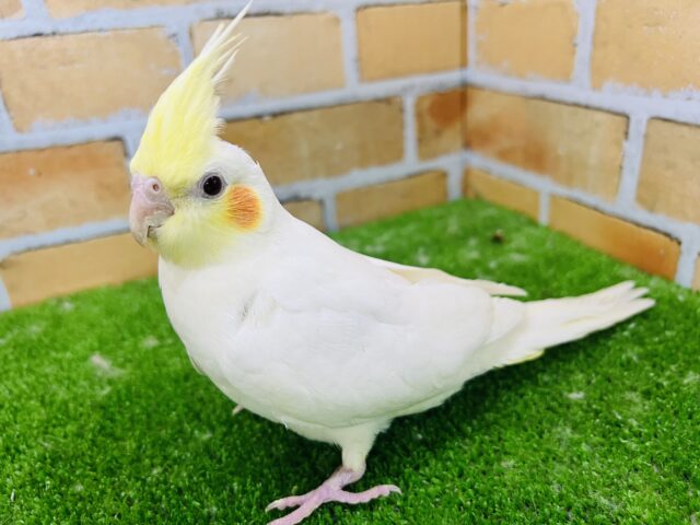 ずっしり詰まってる〜♡オカメインコのルチノー