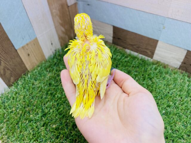 サザナミインコ