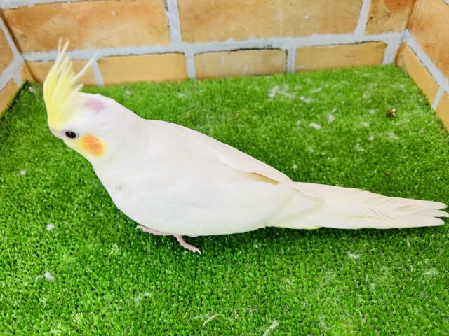 オカメインコ