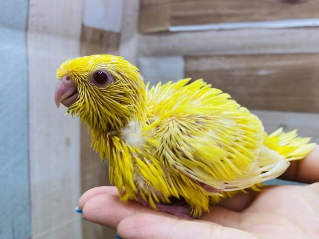 サザナミインコ