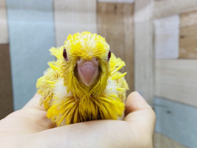 サザナミインコ