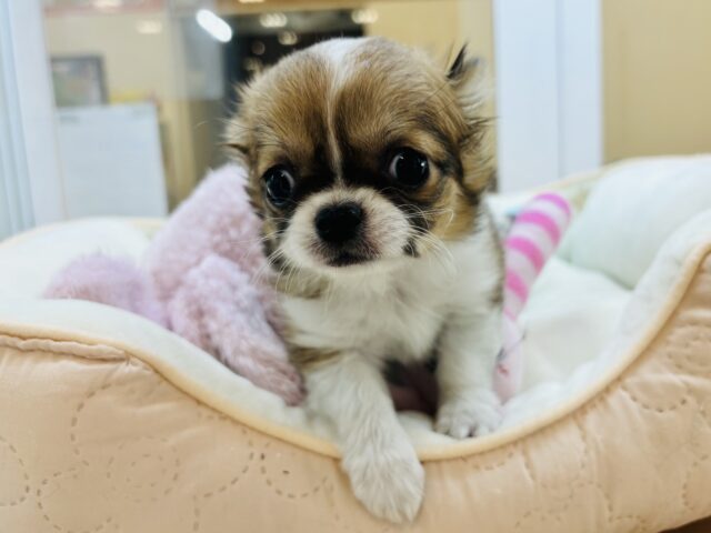 チワワ